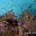 anthias_purple_ccr_mb_h_0042_png6072.jpg